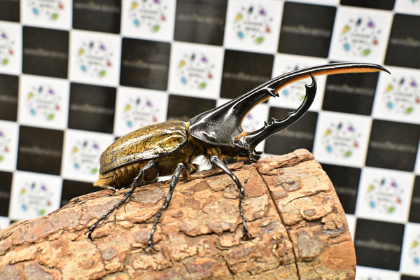 ヘラクレス ヘラクレス　WF3  ♂144ｍｍ  B品