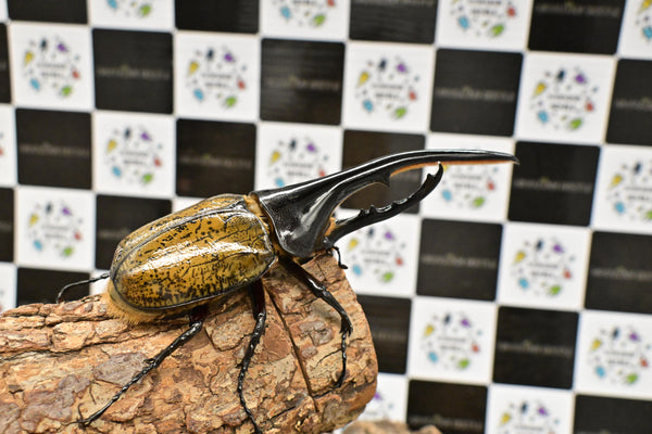 ヘラクレス ヘラクレス　WF3  ♂144ｍｍ  B品