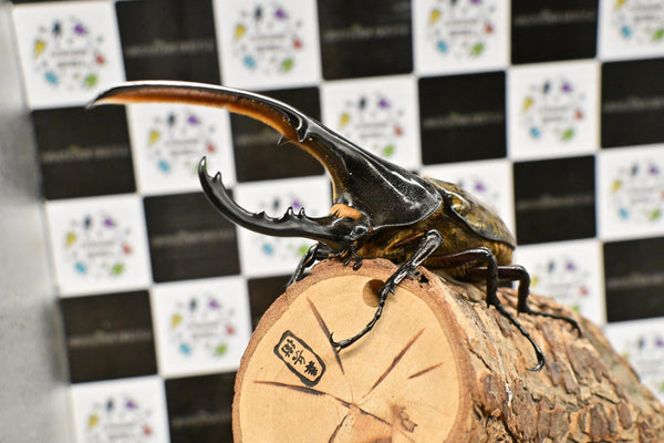 ヘラクレス ヘラクレス　WF3  ♂144ｍｍ  B品