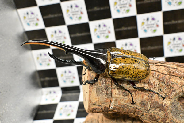 ヘラクレス ヘラクレス　WF3  ♂144ｍｍ  B品