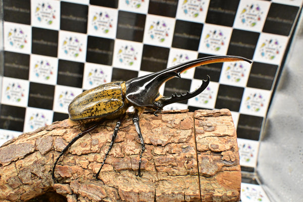 ヘラクレス ヘラクレス　WF3  ♂144ｍｍ  B品