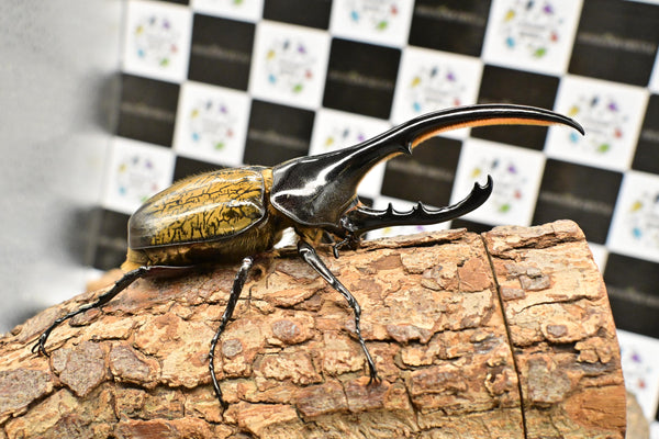 ヘラクレス ヘラクレス　WF3  ♂137ｍｍ  B品