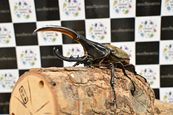 ヘラクレス ヘラクレス　WF3  ♂137ｍｍ  B品