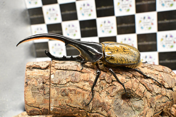 ヘラクレス ヘラクレス　WF3  ♂137ｍｍ  B品