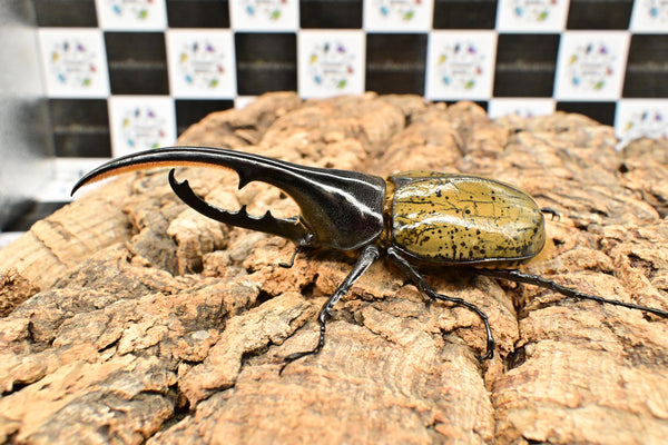 ヘラクレス ヘラクレス　WF3  ♂133ｍｍ  B品