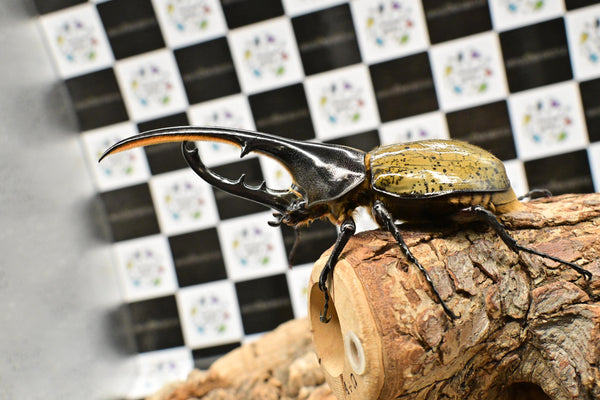 ヘラクレス ヘラクレス　WF3  ♂133ｍｍ  B品