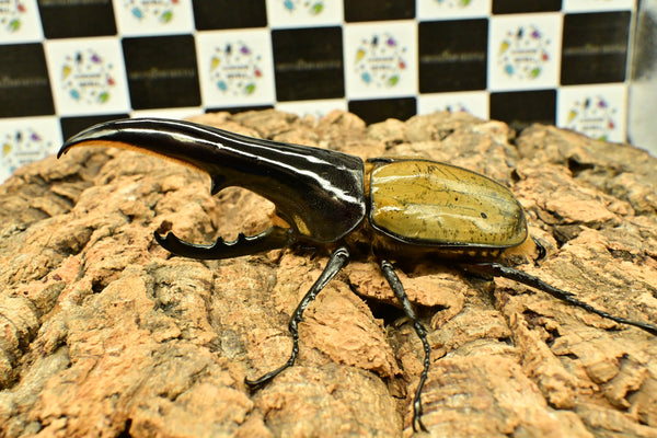 ヘラクレス ヘラクレス　極太極短系統　♂単品 131mm