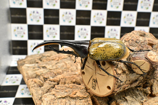 ヘラクレス ヘラクレス　WF3  ♂133ｍｍ  B品
