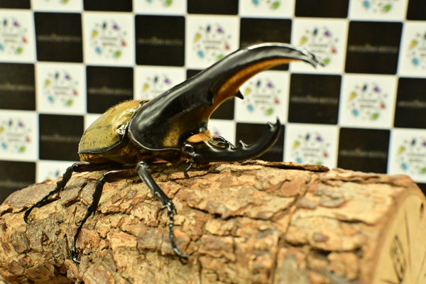 ヘラクレス ヘラクレス　極太極短系統　♂単品 131mm
