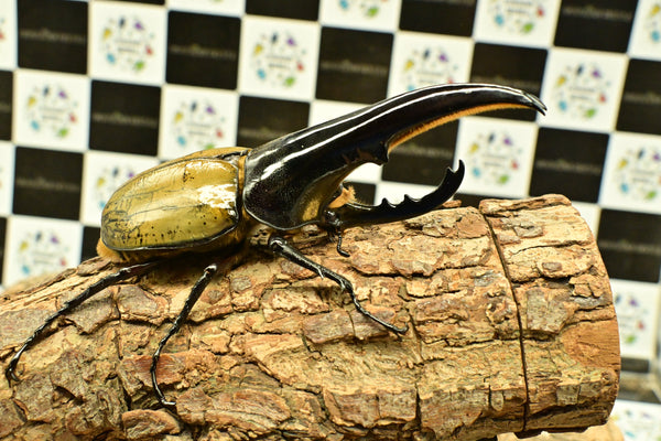 ヘラクレス ヘラクレス　極太極短系統　♂単品 131mm