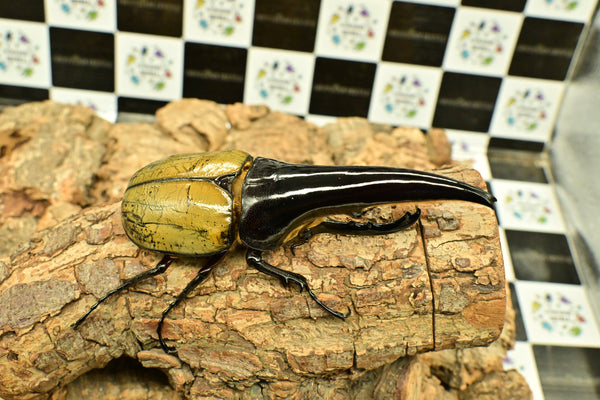 ヘラクレス ヘラクレス　極太極短系統　♂単品 131mm