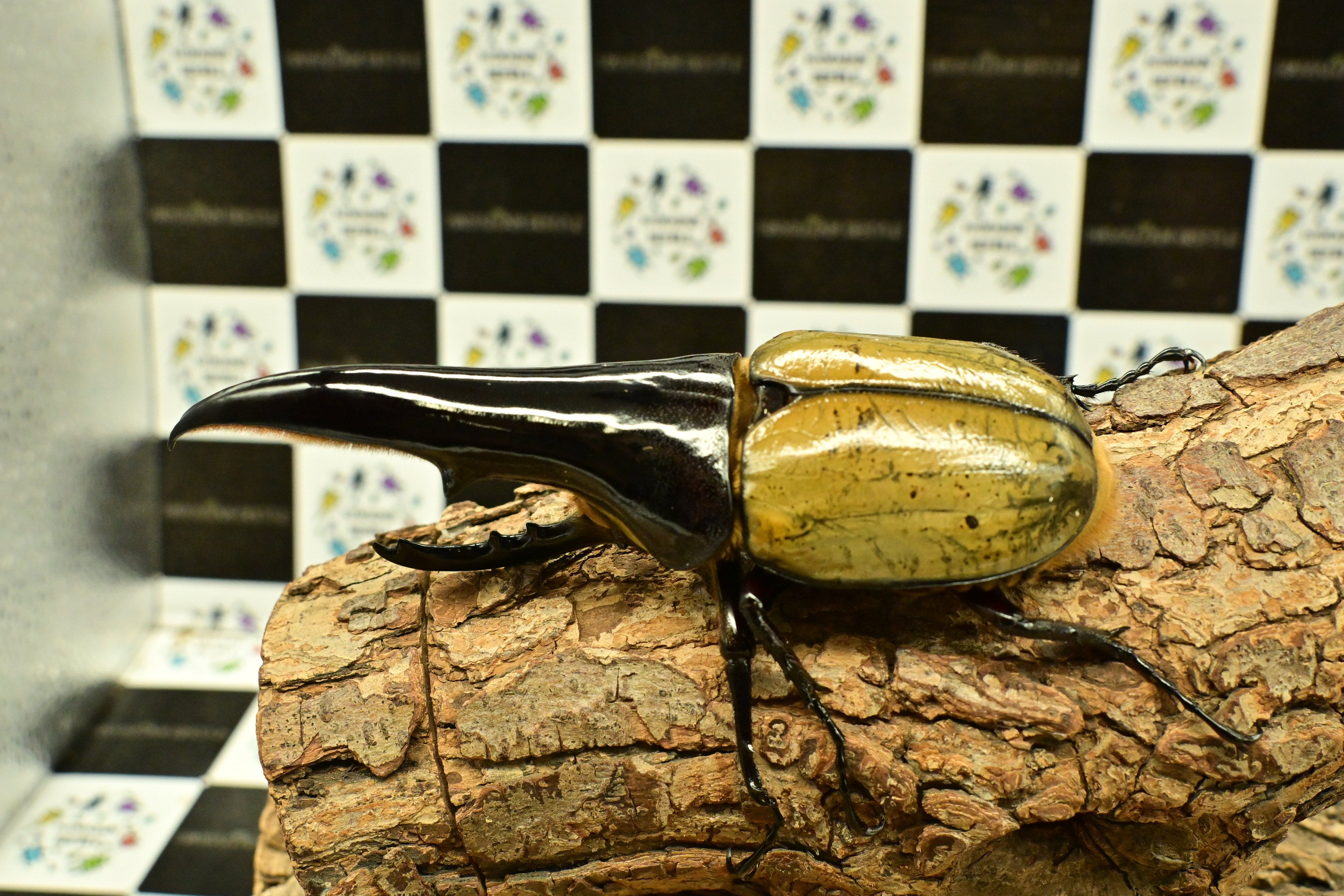 ヘラクレスオオカブト_ヘラクレス ヘラクレス 極太極短系統 – HAWAIIAN