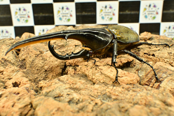 ヘラクレス ヘラクレス　レッドアイ　赤目  ♂129ｍｍ 　