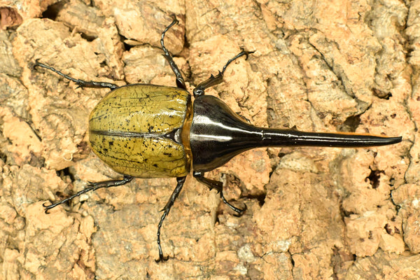 ヘラクレス ヘラクレス　レッドアイ　赤目  ♂129ｍｍ 　