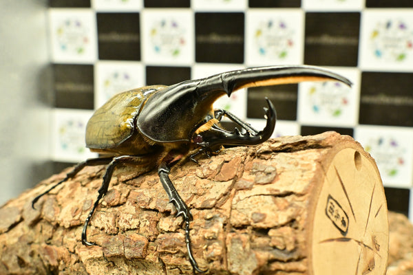 ヘラクレス ヘラクレス　レッドアイ　赤目  ♂129ｍｍ 　