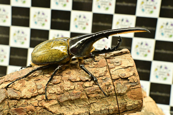 ヘラクレス ヘラクレス　レッドアイ　赤目  ♂129ｍｍ 　