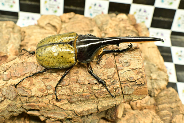 ヘラクレス ヘラクレス　レッドアイ　赤目  ♂129ｍｍ 　