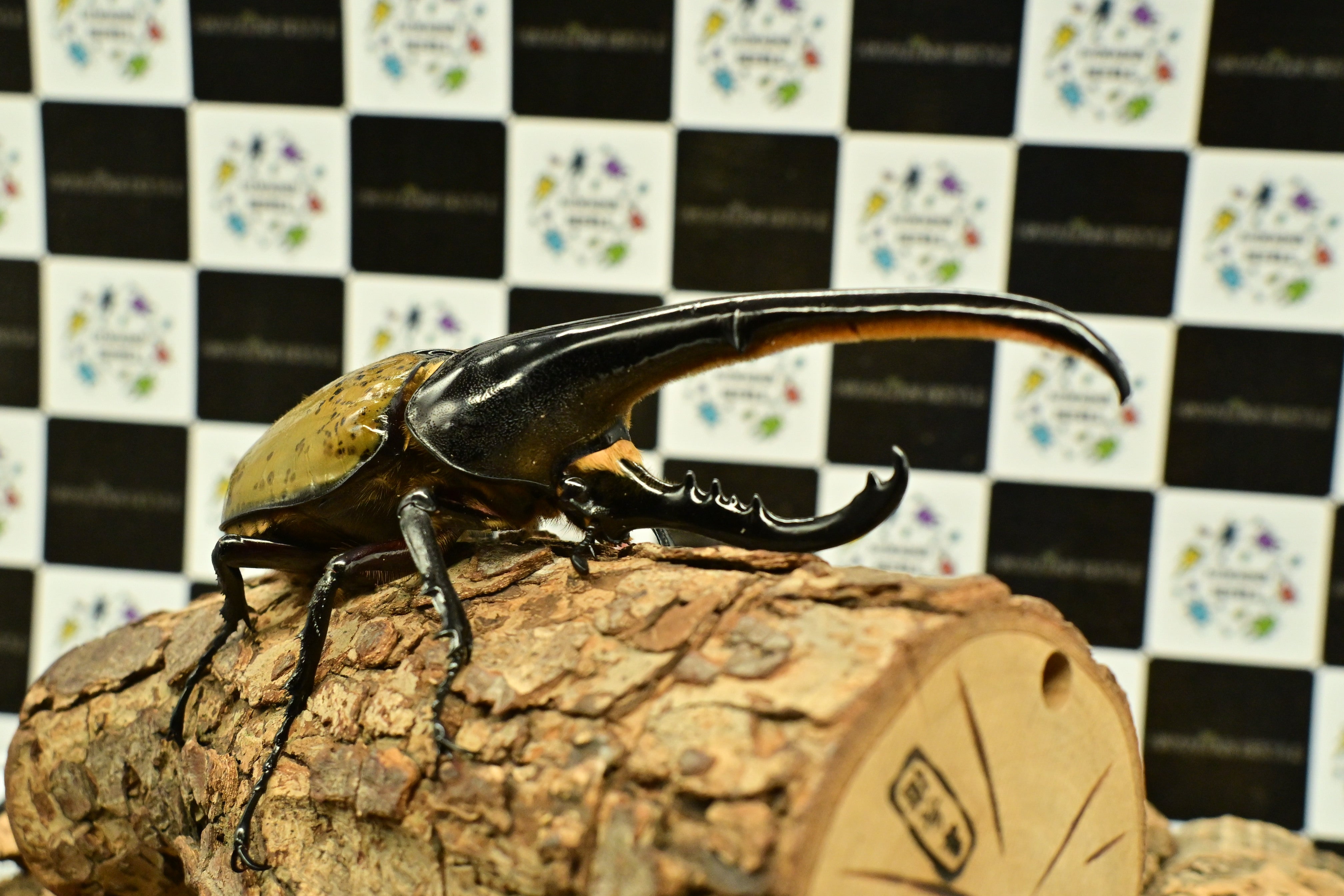 ヘラクレスオオカブト_ヘラクレス ヘラクレス – HAWAIIAN BEETLE