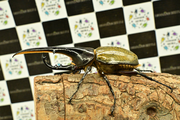 ヘラクレス ヘラクレス　レッドアイ　赤目  ♂129ｍｍ 　