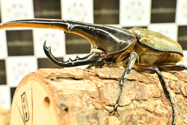 ヘラクレス ヘラクレス　レッドアイ　赤目  ♂129ｍｍ 　