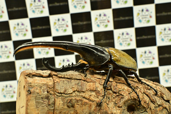 ヘラクレス ヘラクレス　WF3  ♂151ｍｍ~156mm