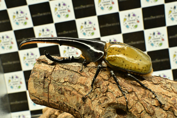 ヘラクレス ヘラクレス　WF3  ♂151ｍｍ~156mm