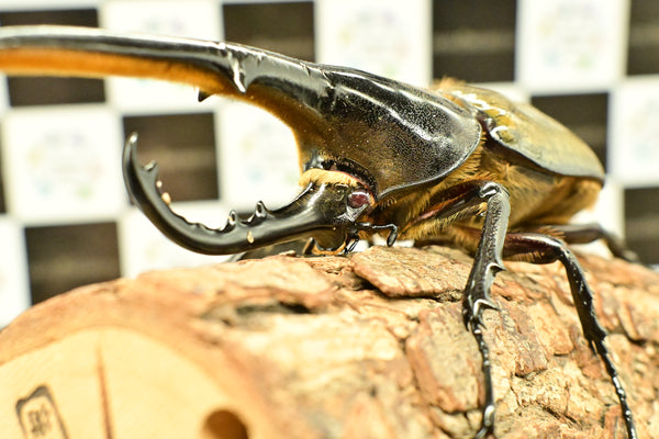 ヘラクレス ヘラクレス　レッドアイ　赤目  ♂129ｍｍ 　