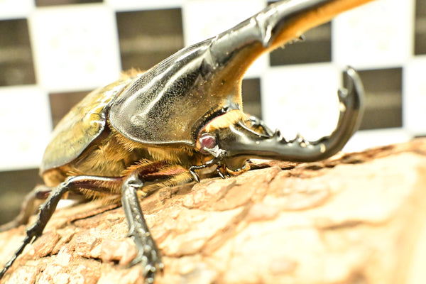 ヘラクレス ヘラクレス　レッドアイ　赤目  ♂129ｍｍ 　