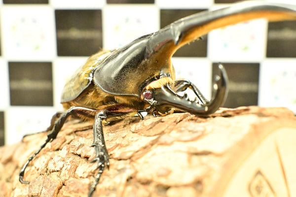 ヘラクレス ヘラクレス　レッドアイ　赤目  ♂129ｍｍ 　