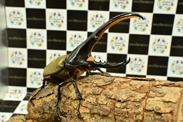 ヘラクレス ヘラクレス　WF3  ♂151ｍｍ~156mm