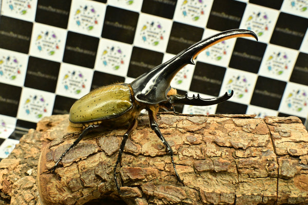 ヘラクレス ヘラクレス　WF3  ♂151ｍｍ~156mm