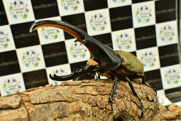 ヘラクレス ヘラクレス　WF3  ♂151ｍｍ~156mm