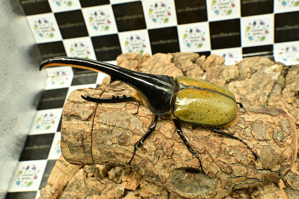 ヘラクレス ヘラクレス　WF3  ♂151ｍｍ~156mm