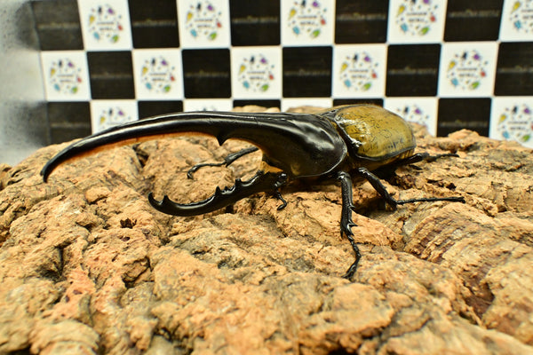 ヘラクレス ヘラクレス　WF3  ♂150ｍｍ