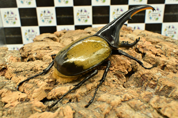 ヘラクレス ヘラクレス　WF3  ♂150ｍｍ