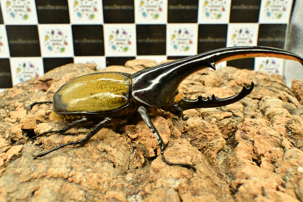 ヘラクレス ヘラクレス　WF3  ♂150ｍｍ