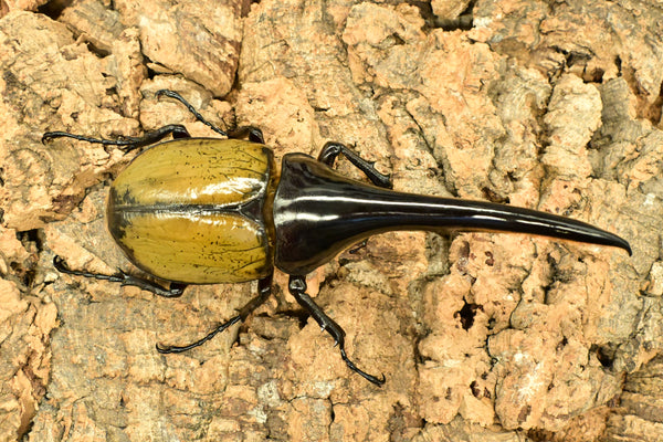 ヘラクレス ヘラクレス　WF3  ♂150ｍｍ