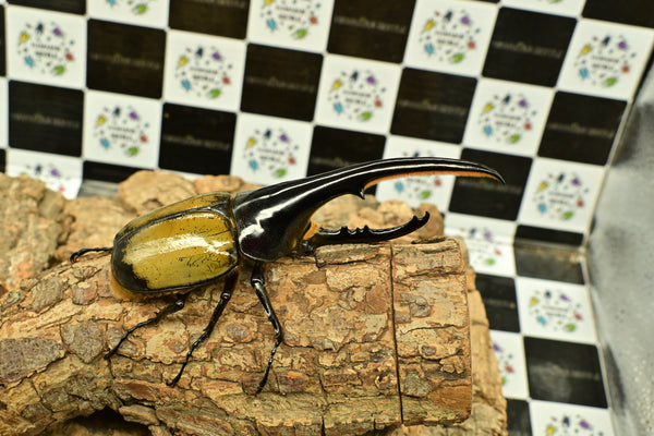 ヘラクレス ヘラクレス　WF3  ♂150ｍｍ