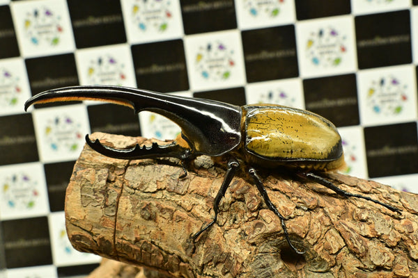 ヘラクレス ヘラクレス　WF3  ♂150ｍｍ