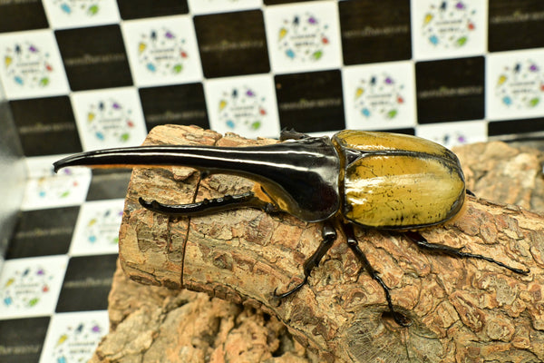 ヘラクレス ヘラクレス　WF3  ♂150ｍｍ