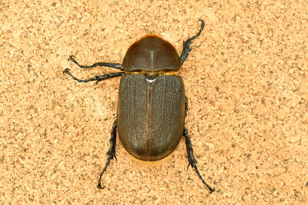 ヘラクレス ヘラクレス　♀ WF3   71mm