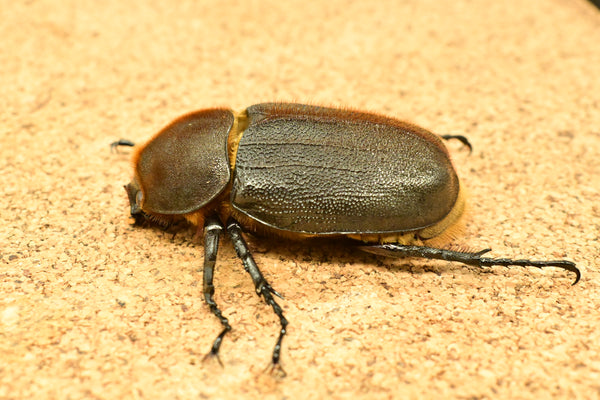 ヘラクレス ヘラクレス　♀ WF3   71mm