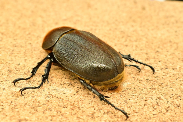 ヘラクレス ヘラクレス　♀ WF3   71mm