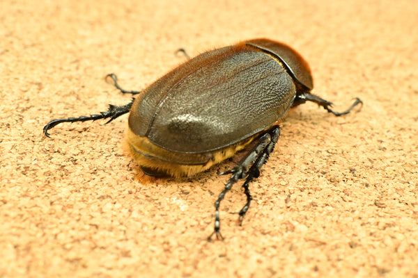 ヘラクレス ヘラクレス　♀ WF3   71mm