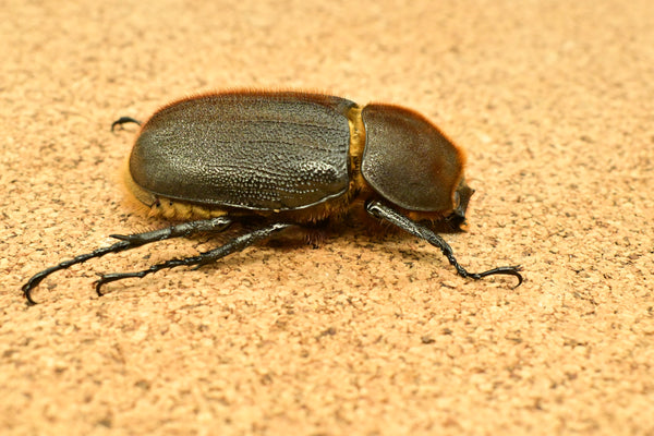 ヘラクレス ヘラクレス　♀ WF3   71mm