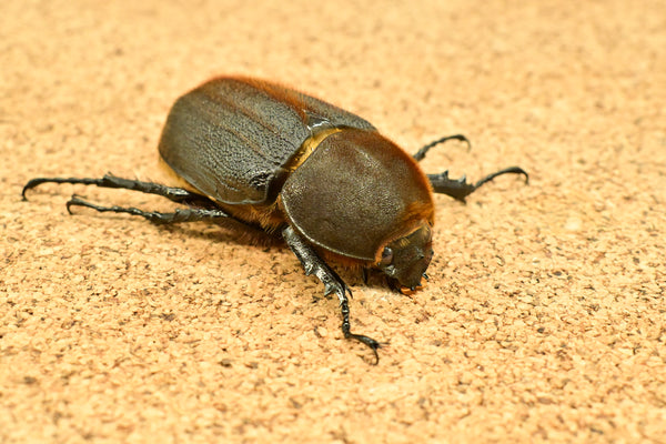 ヘラクレス ヘラクレス　♀ WF3   71mm