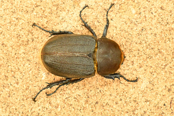 ヘラクレス ヘラクレス　♀ WF3   71mm