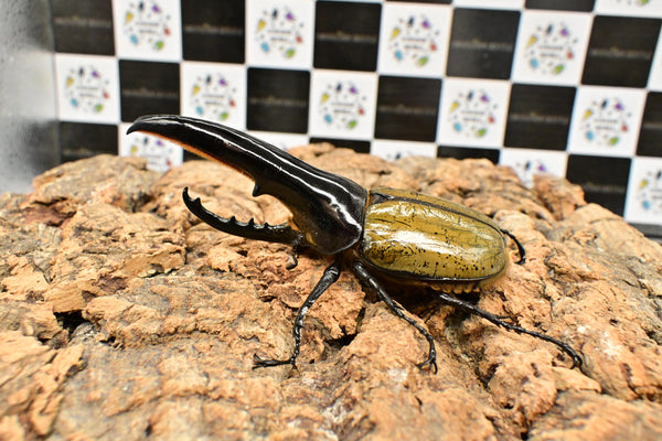 ヘラクレス ヘラクレス　極太極短系統　♂単品 128mm
