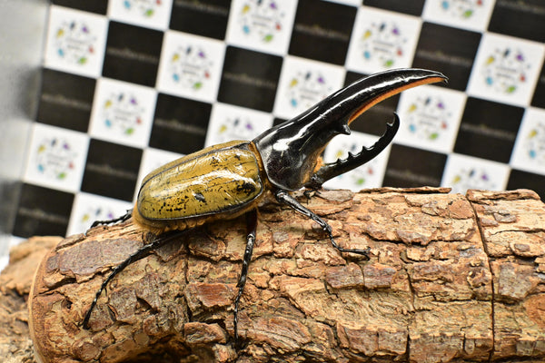 ヘラクレス ヘラクレス　極太極短系統　♂単品 128mm