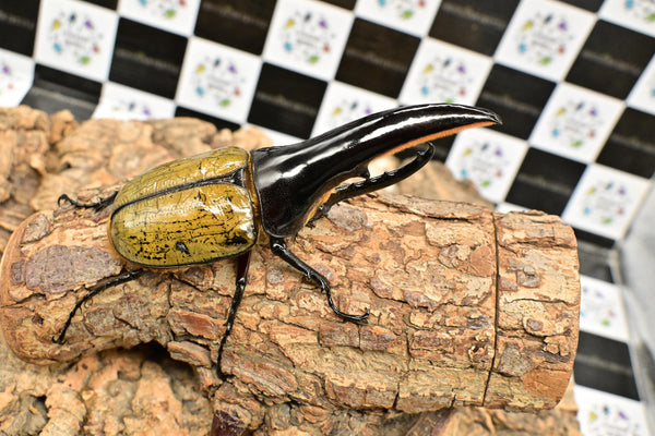 ヘラクレス ヘラクレス　極太極短系統　♂単品 128mm